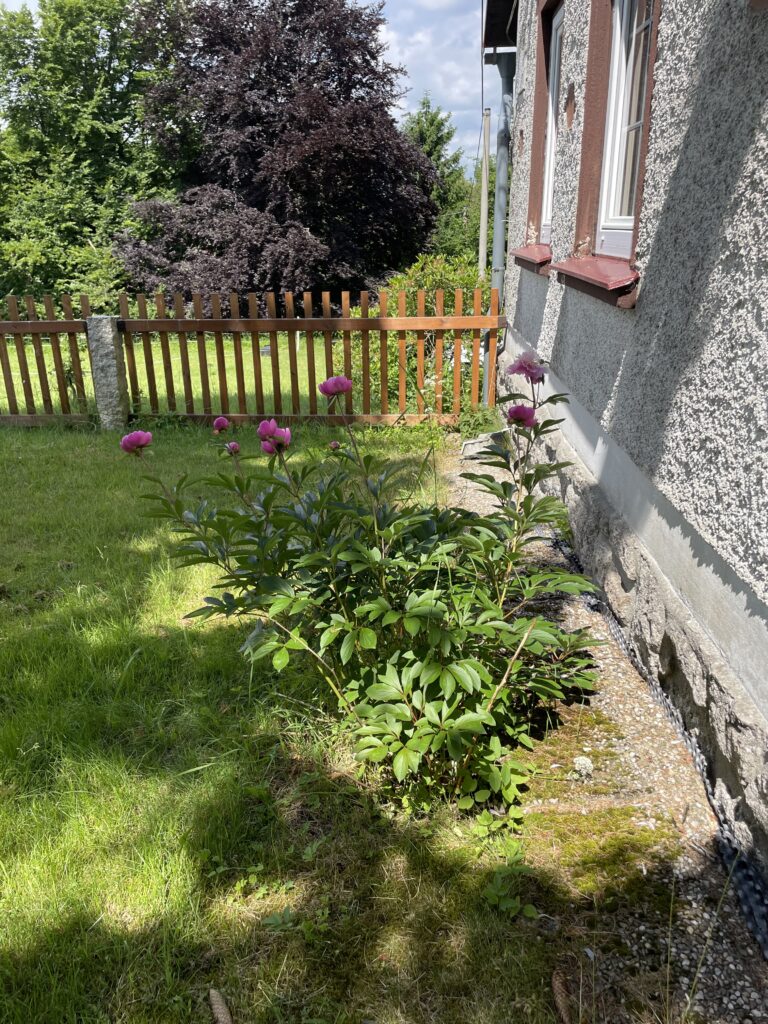 Zahrádka před kuchyní